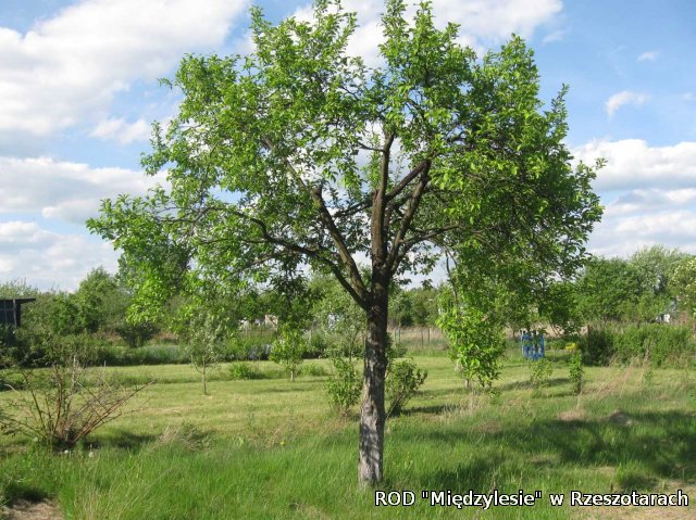 Działka nr 148